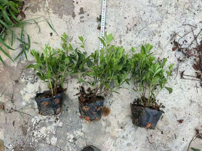 毛杜娟20-100高，基地直销，一手货源，各种规格大量出售