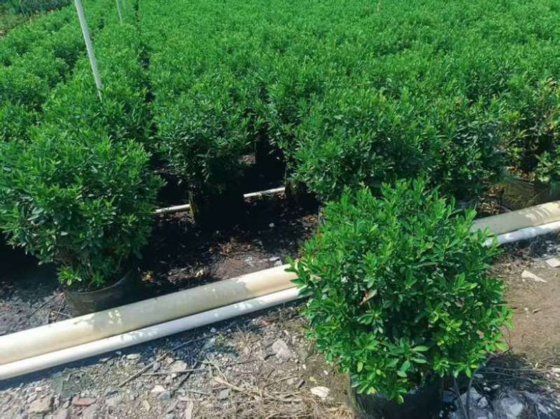 毛杜娟20-100高，基地直销，一手货源，各种规格大量出售
