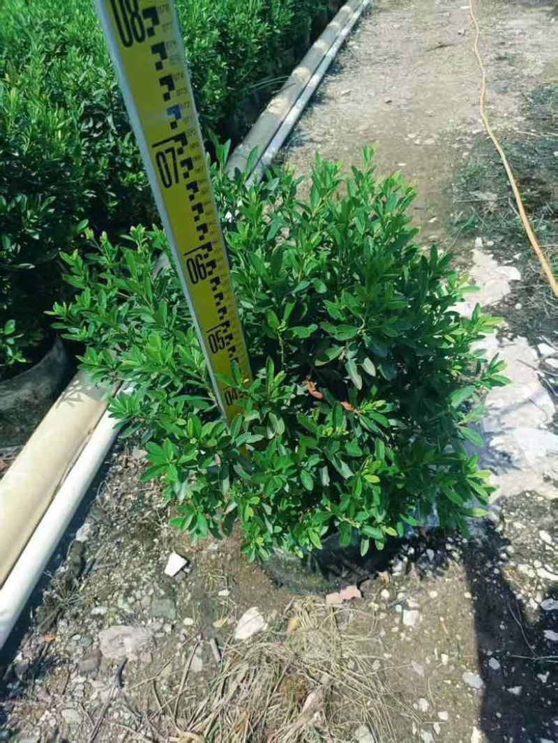 毛杜娟20-100高，基地直销，一手货源，各种规格大量出售