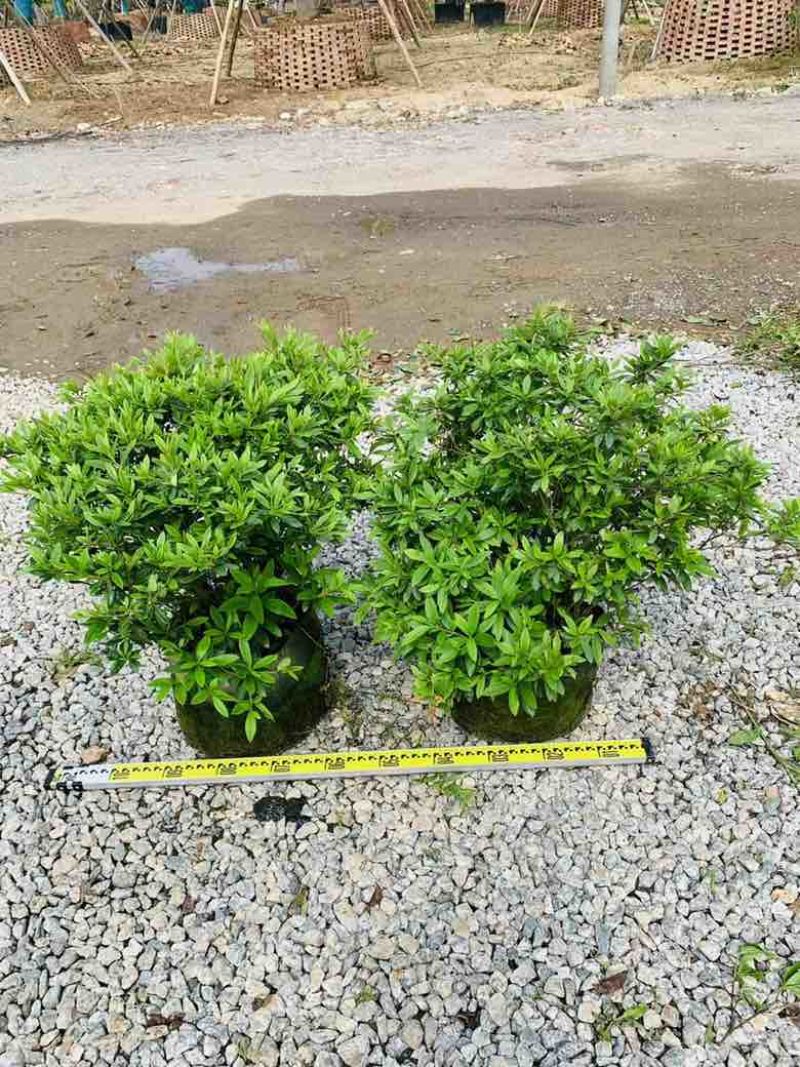毛杜娟20-100高，基地直销，一手货源，各种规格大量出售