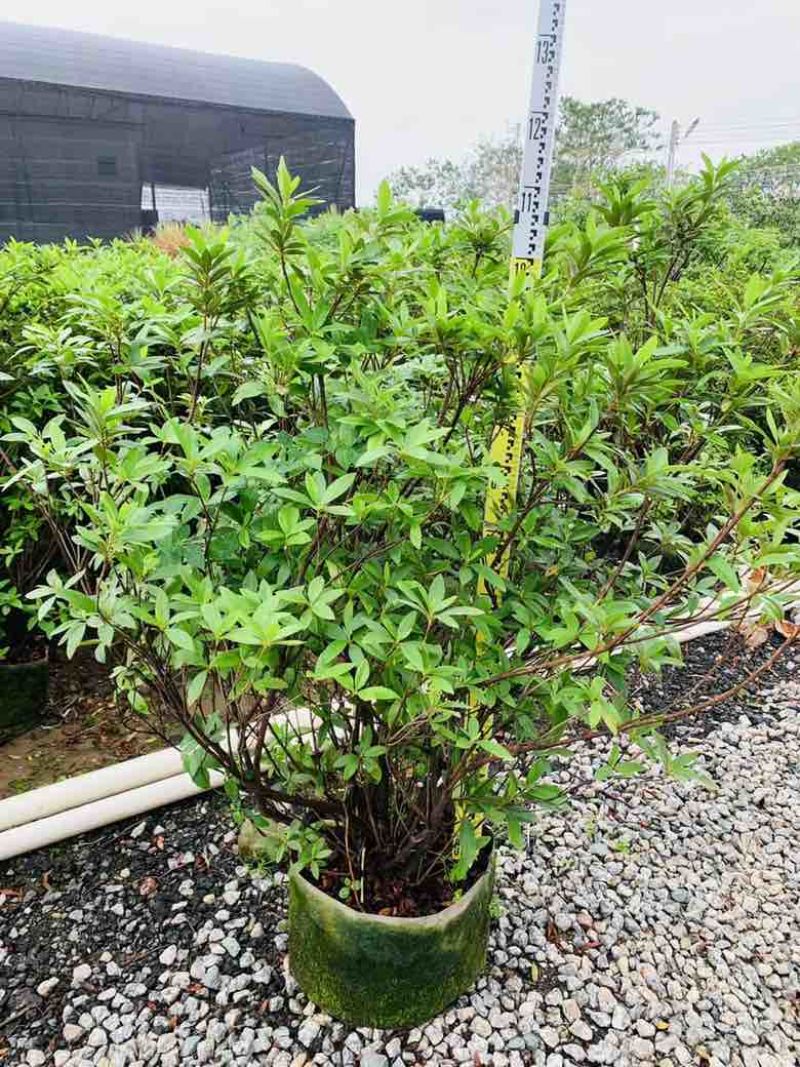 毛杜娟20-100高，基地直销，一手货源，各种规格大量出售