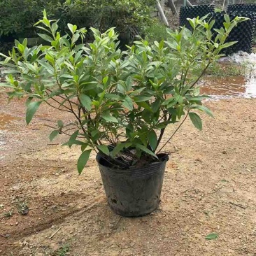毛杜娟20-100高，基地直销，一手货源，各种规格大量出售
