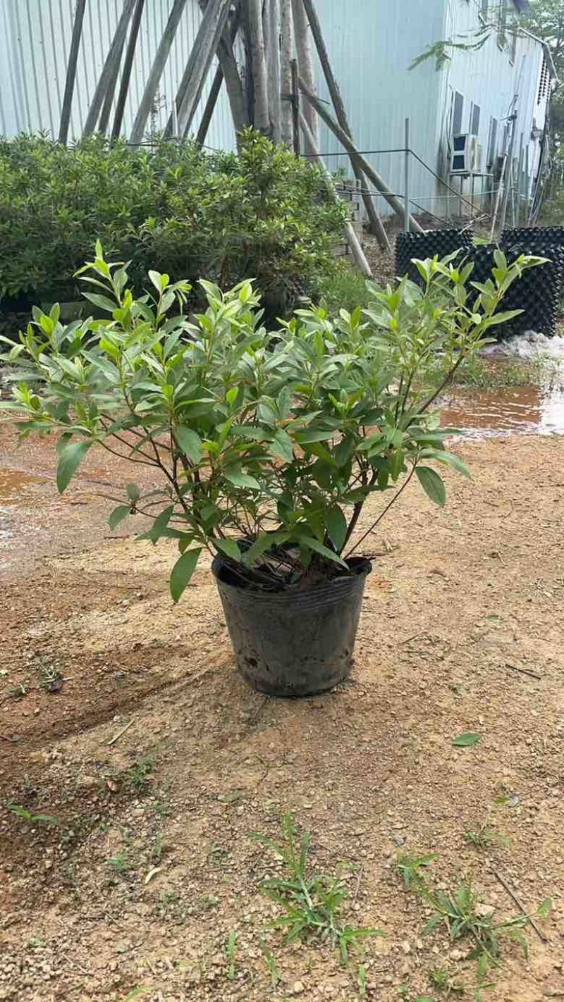 毛杜娟20-100高，基地直销，一手货源，各种规格大量出售