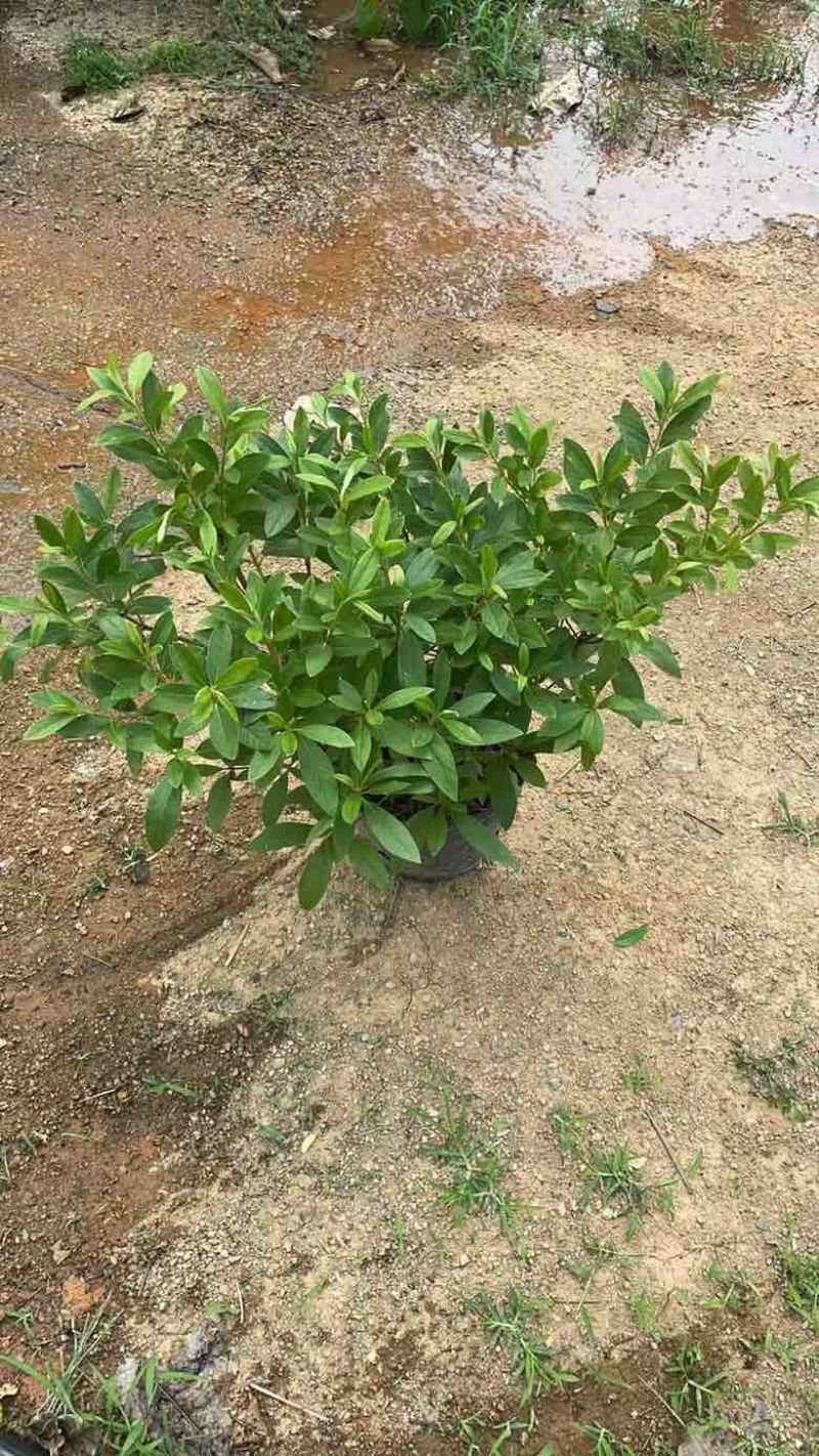 毛杜娟20-100高，基地直销，一手货源，各种规格大量出售