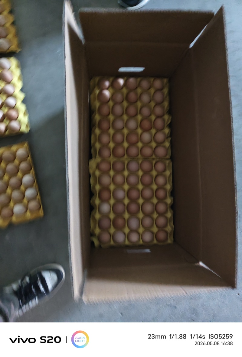 粉蛋罗曼海兰大午，农系全码