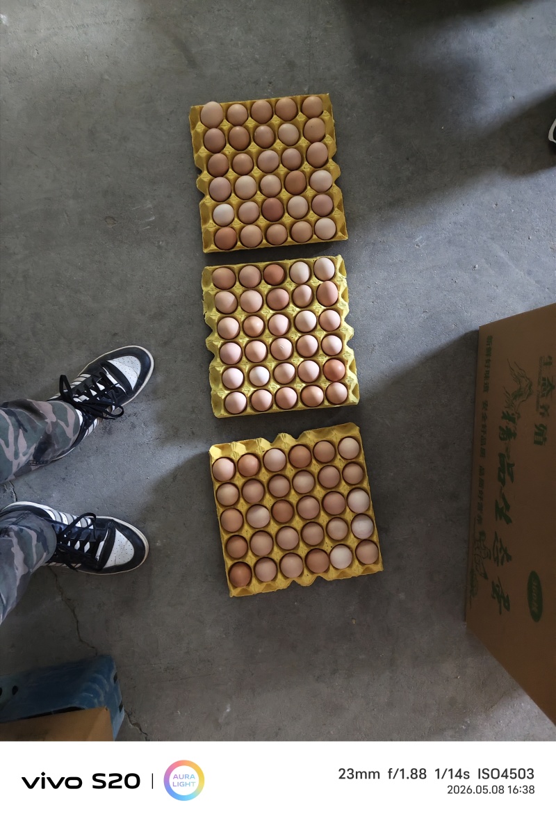 粉蛋罗曼海兰大午，农系全码