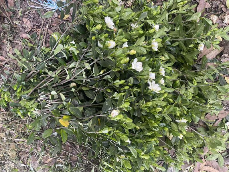 栀子花苗