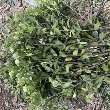 栀子花苗