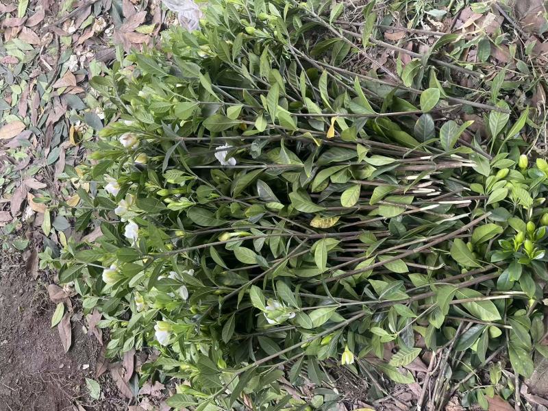 栀子花苗