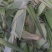 新鲜的玉米叶与新鲜蔬菜叶