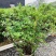 毛杜娟20-100高，3斤袋，7斤袋，10斤袋，白布袋