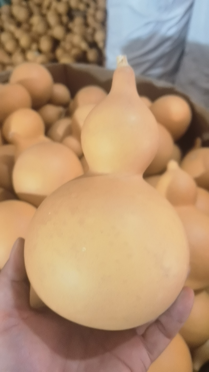 云南弥勒厚皮葫芦
