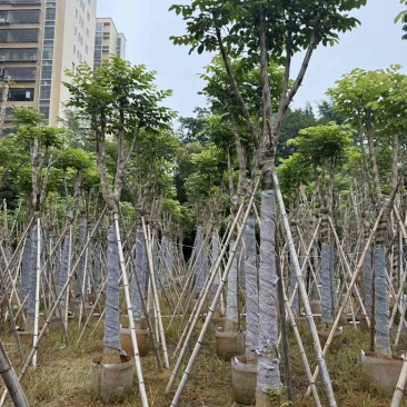 火焰木骨架8-20分，基地直销，一手货源，大量低价出售