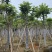火焰木骨架8-20分，基地直销，一手货源，大量低价出售