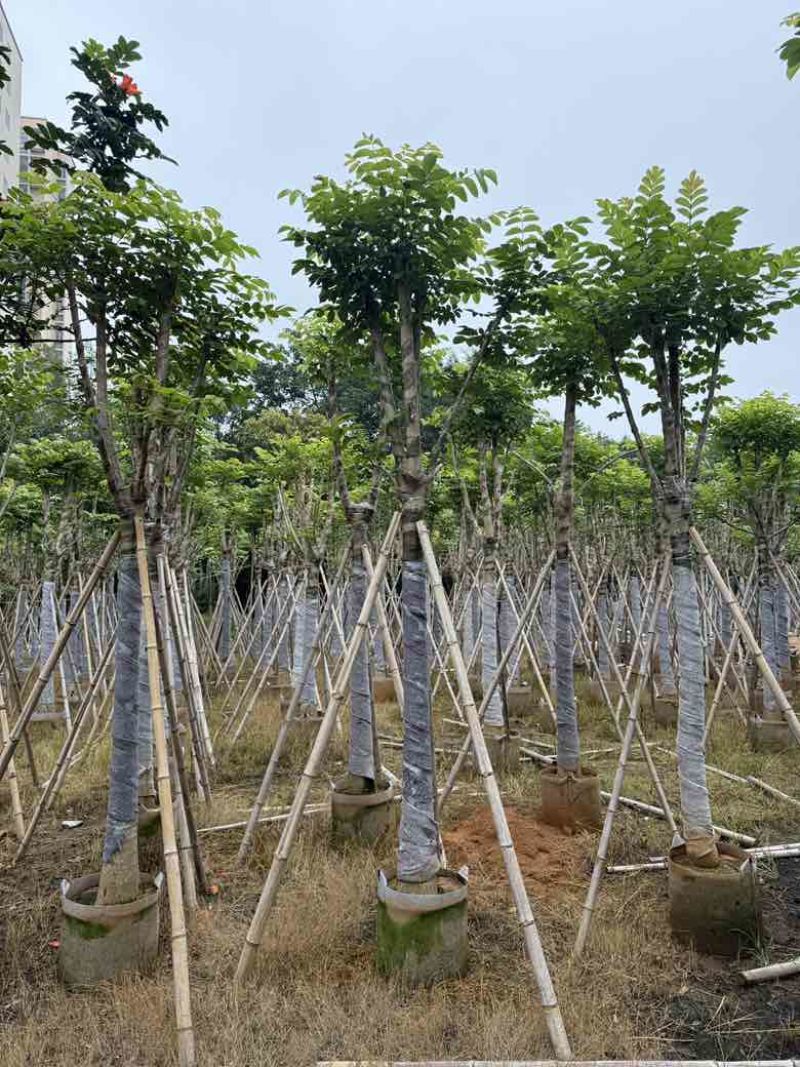 火焰木骨架8-20分，基地直销，一手货源，大量低价出售