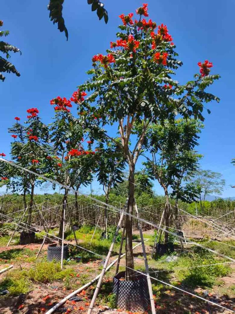 火焰木骨架8-20分，基地直销，一手货源，大量低价出售