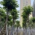 火焰木骨架8-20分，基地直销，一手货源，大量低价出售