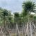 火焰木骨架8-20分，基地直销，一手货源，大量低价出售