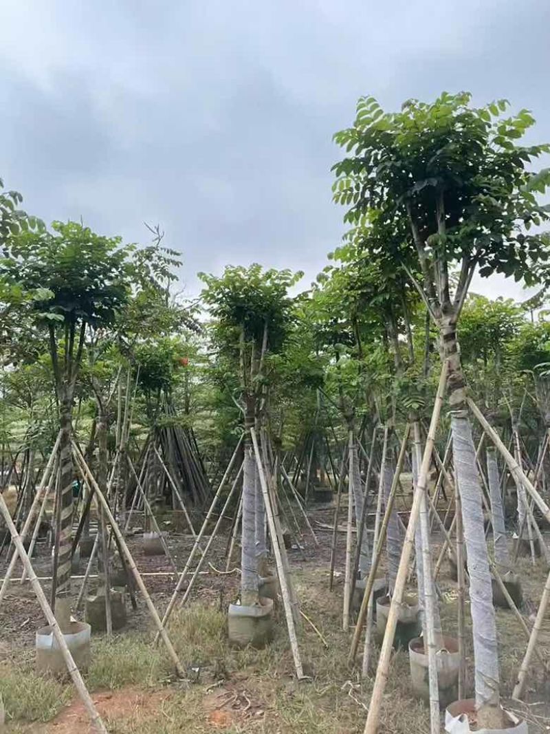 火焰木骨架8-20分，基地直销，一手货源，大量低价出售