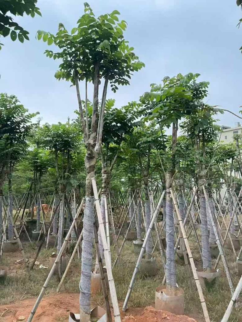 火焰木骨架8-20分，基地直销，一手货源，大量低价出售