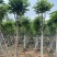 火焰木骨架8-20分，基地直销，一手货源，大量低价出售