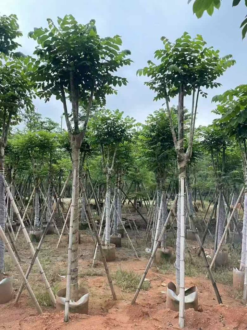 火焰木骨架8-20分，基地直销，一手货源，大量低价出售