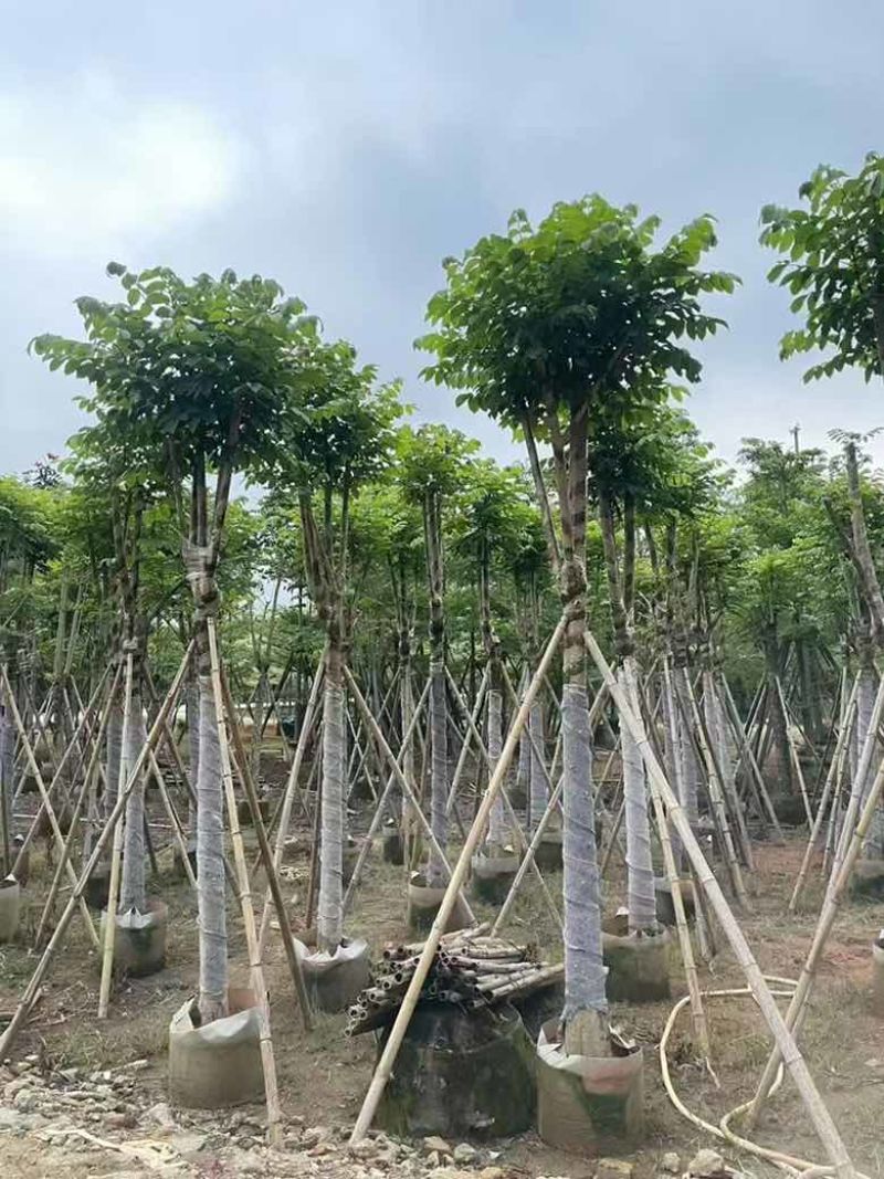 火焰木骨架8-20分，基地直销，一手货源，大量低价出售