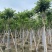 火焰木骨架8-20分，基地直销，一手货源，大量低价出售