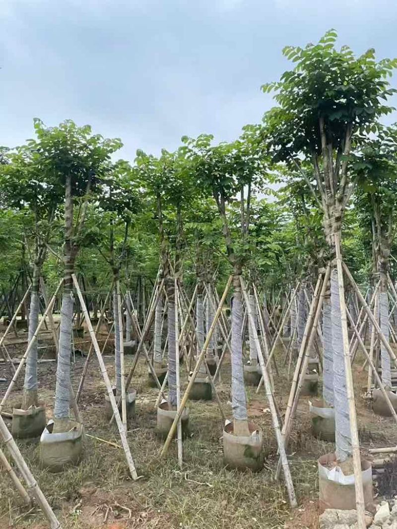火焰木骨架8-20分，基地直销，一手货源，大量低价出售