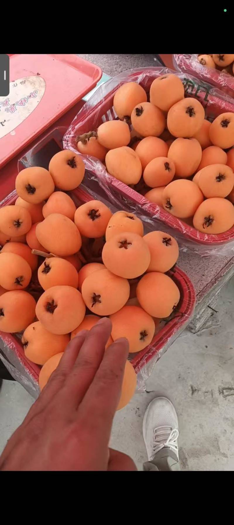 贵州枇杷，甜得像初恋。