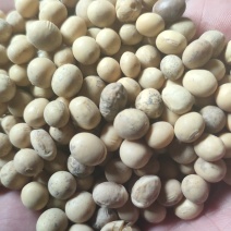 黄豆