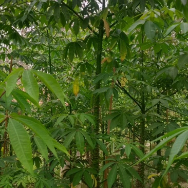 美丽异木棉3－5分分出售