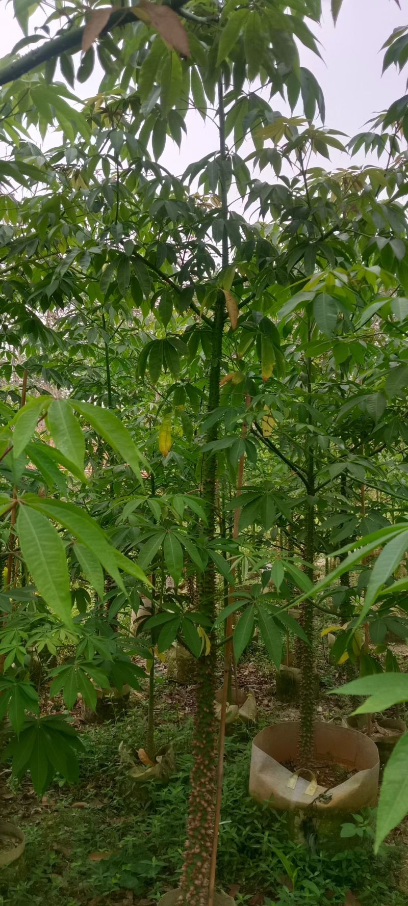美丽异木棉3－5分分出售