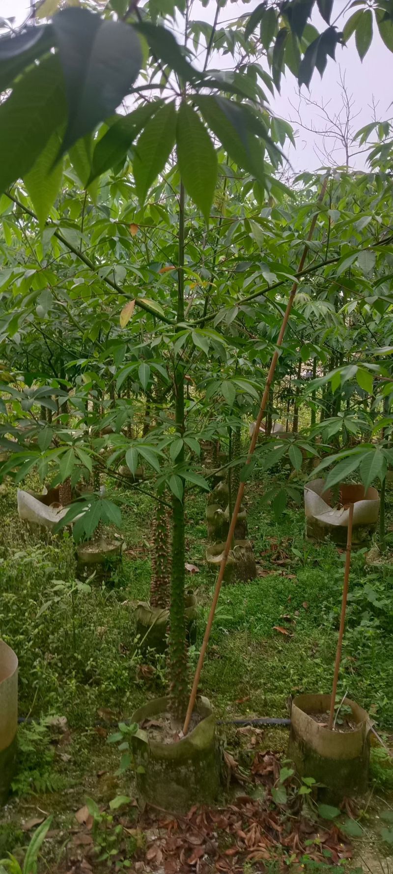 美丽异木棉3－5分分出售