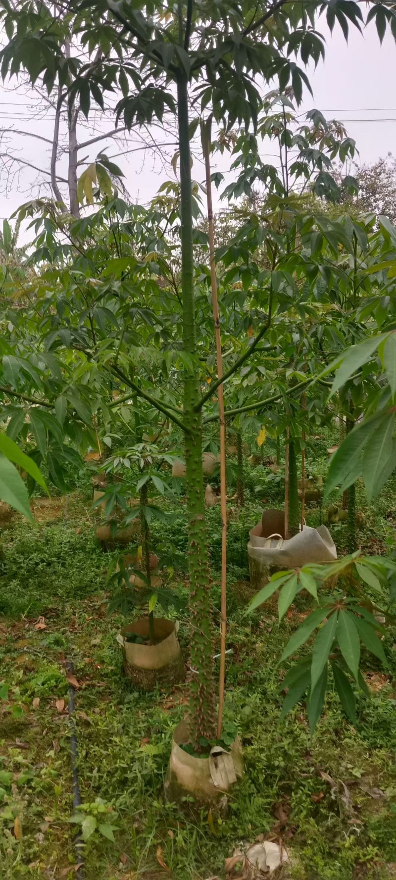 美丽异木棉3－5分分出售