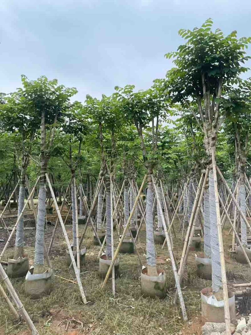 火焰木骨架8-20分，基地直销，一手货源，大量低价出售