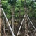 火焰木骨架8-20分，基地直销，一手货源，大量低价出售