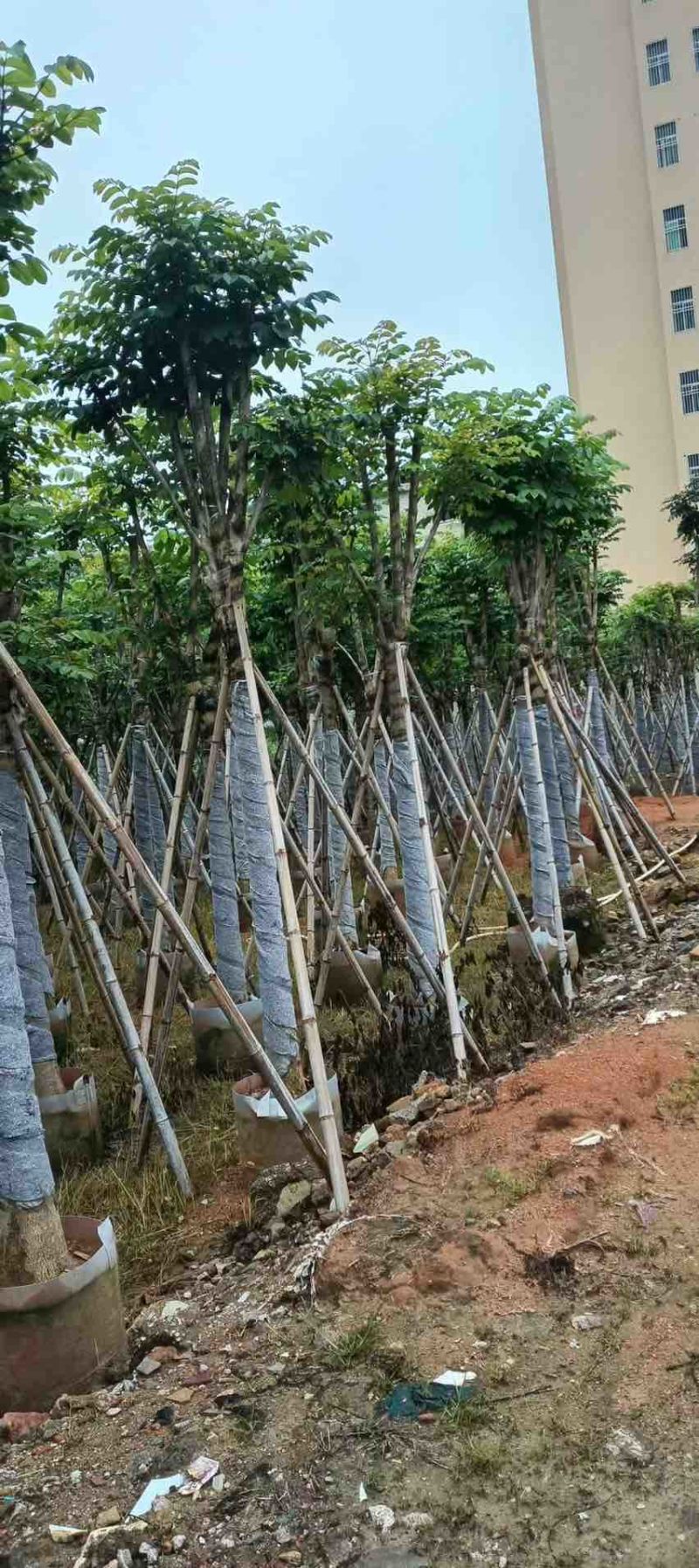 火焰木骨架8-20分，基地直销，一手货源，大量低价出售