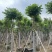 火焰木骨架8-20分，基地直销，一手货源，大量低价出售