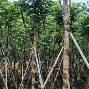 火焰木骨架8-20分，基地直销，一手货源，大量低价出售