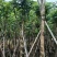 火焰木骨架8-20分，基地直销，一手货源，大量低价出售