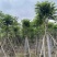 火焰木骨架8-20分，基地直销，一手货源，大量低价出售