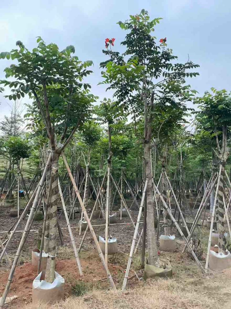火焰木骨架8-20分，基地直销，一手货源，大量低价出售