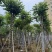 火焰木骨架8-20分，基地直销，一手货源，大量低价出售