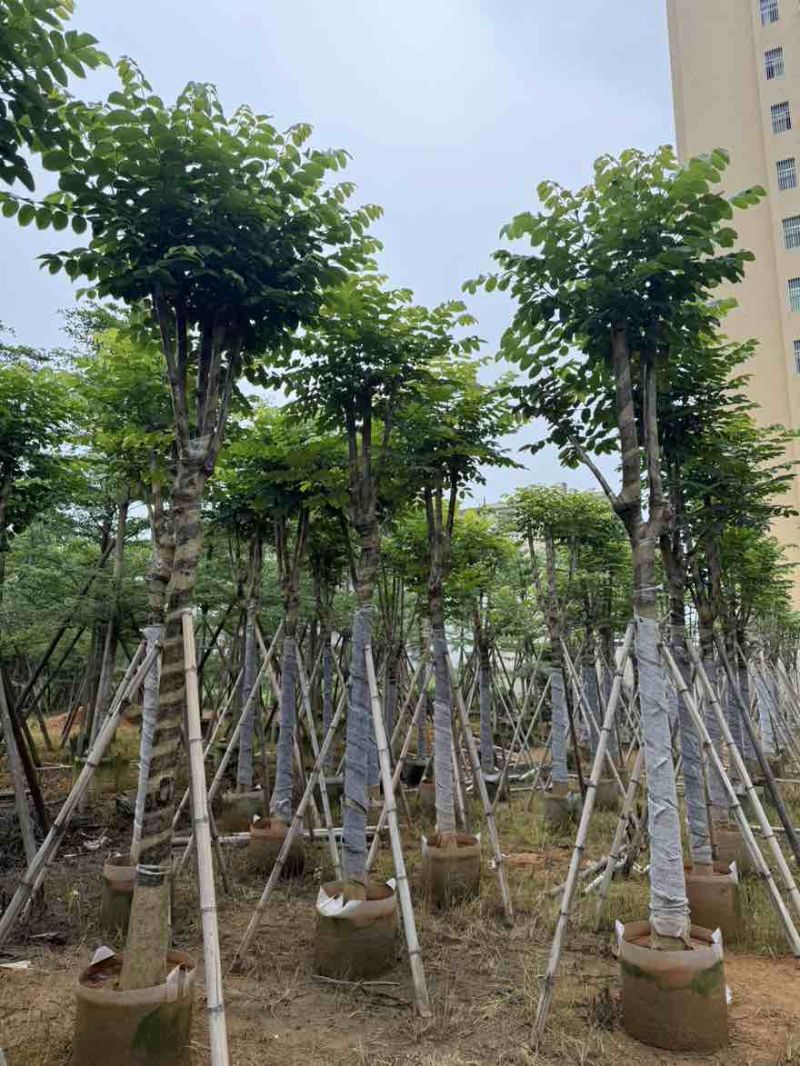 火焰木骨架8-20分，基地直销，一手货源，大量低价出售