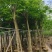 海南黄花梨8－9公分出售