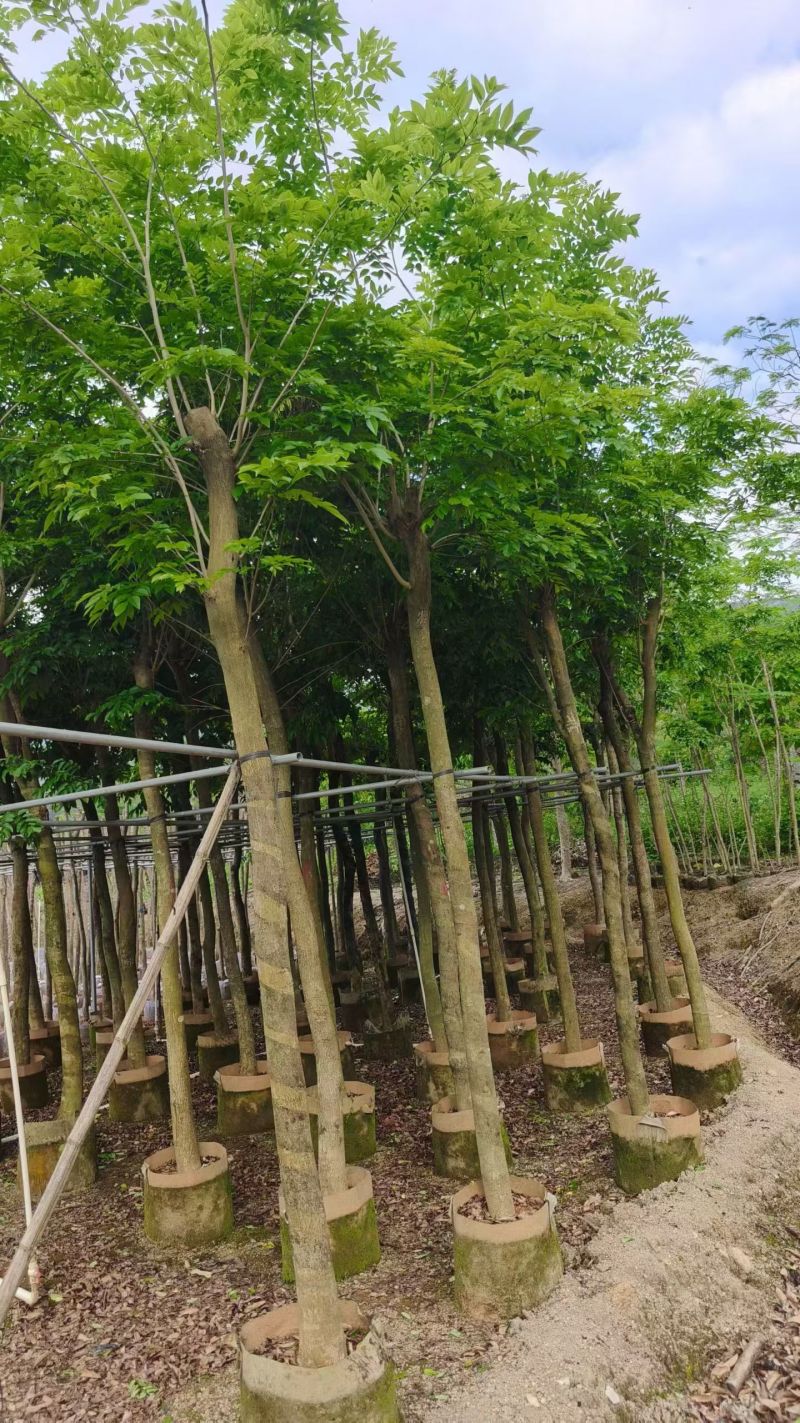 海南黄花梨8－9公分出售