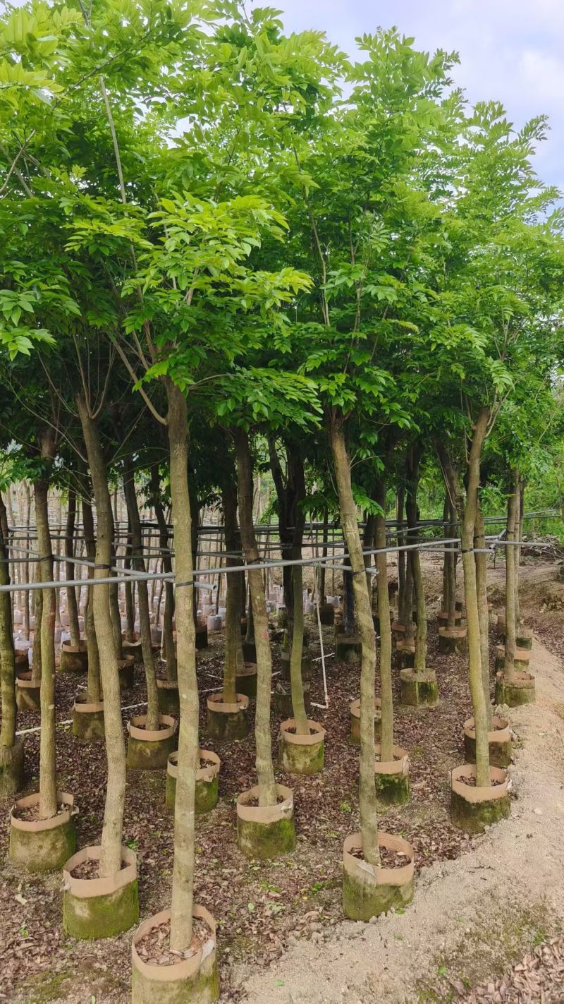 海南黄花梨8－9公分出售