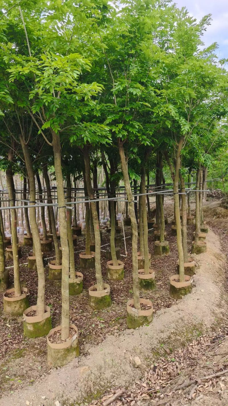 海南黄花梨8－9公分出售