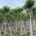 本地火焰木骨架8-20分，基地直销，一手货源，大量低价出售